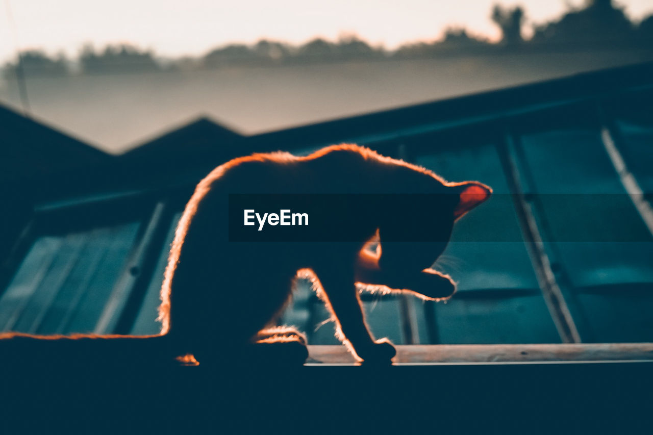 Side view of silhouette cat sitting on window sill