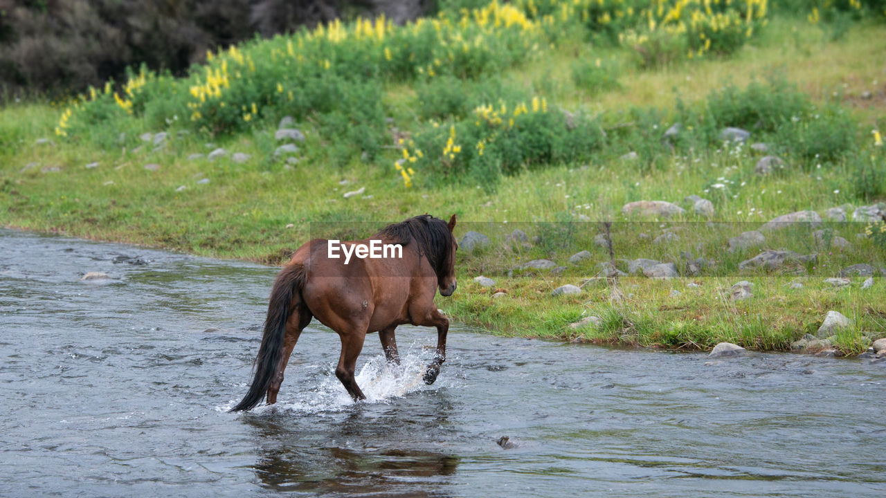 HORSE IN THE RIVER