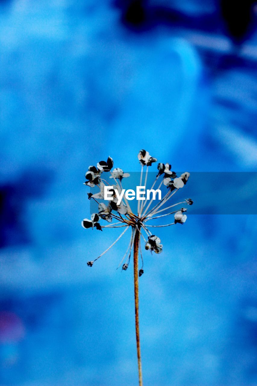 CLOSE-UP OF FLOWERING PLANTS AGAINST BLUE SKY