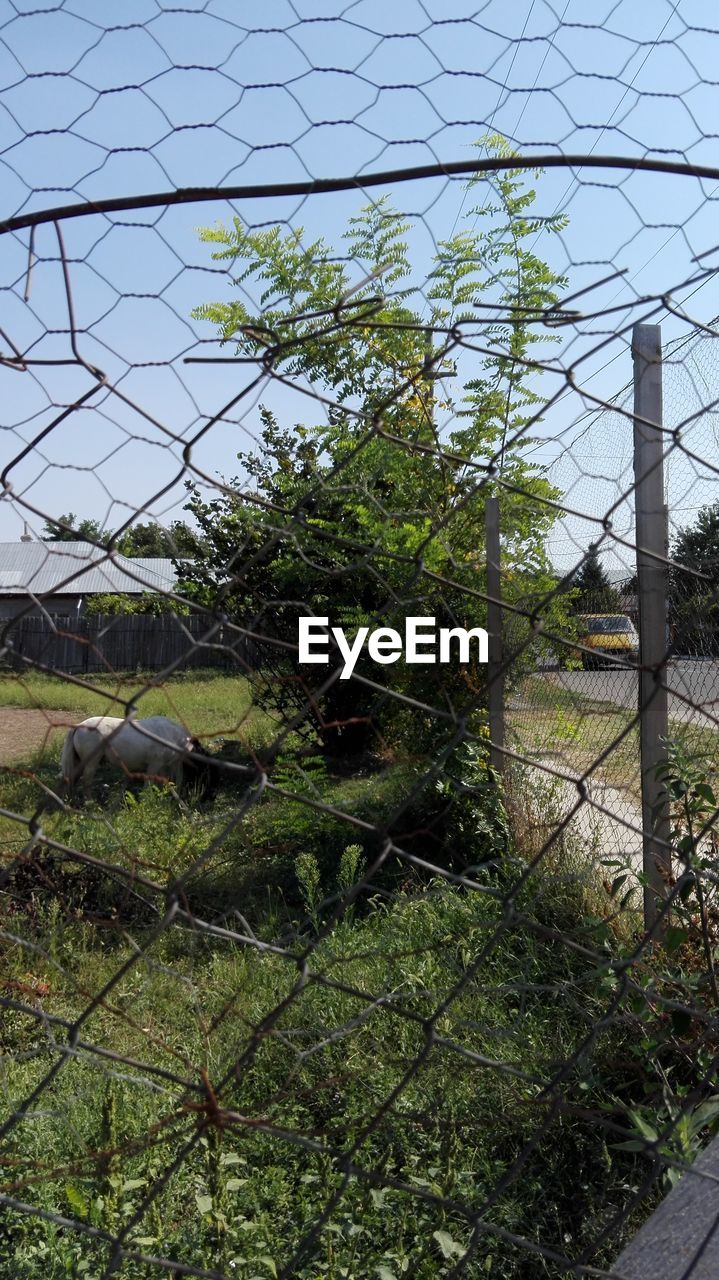 CLOSE-UP OF BARBED WIRE FENCE ON FIELD