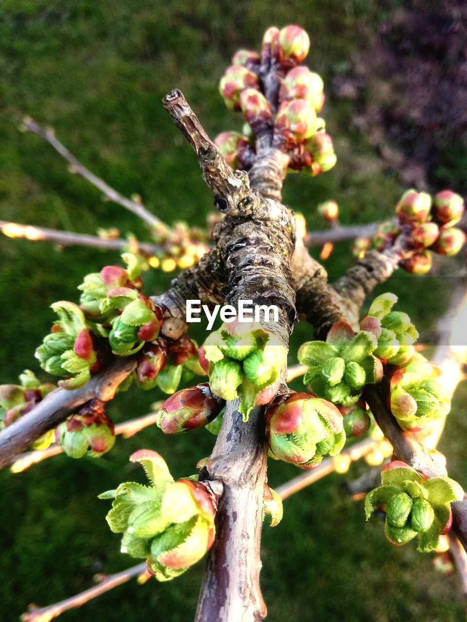 CLOSE-UP OF A PLANT