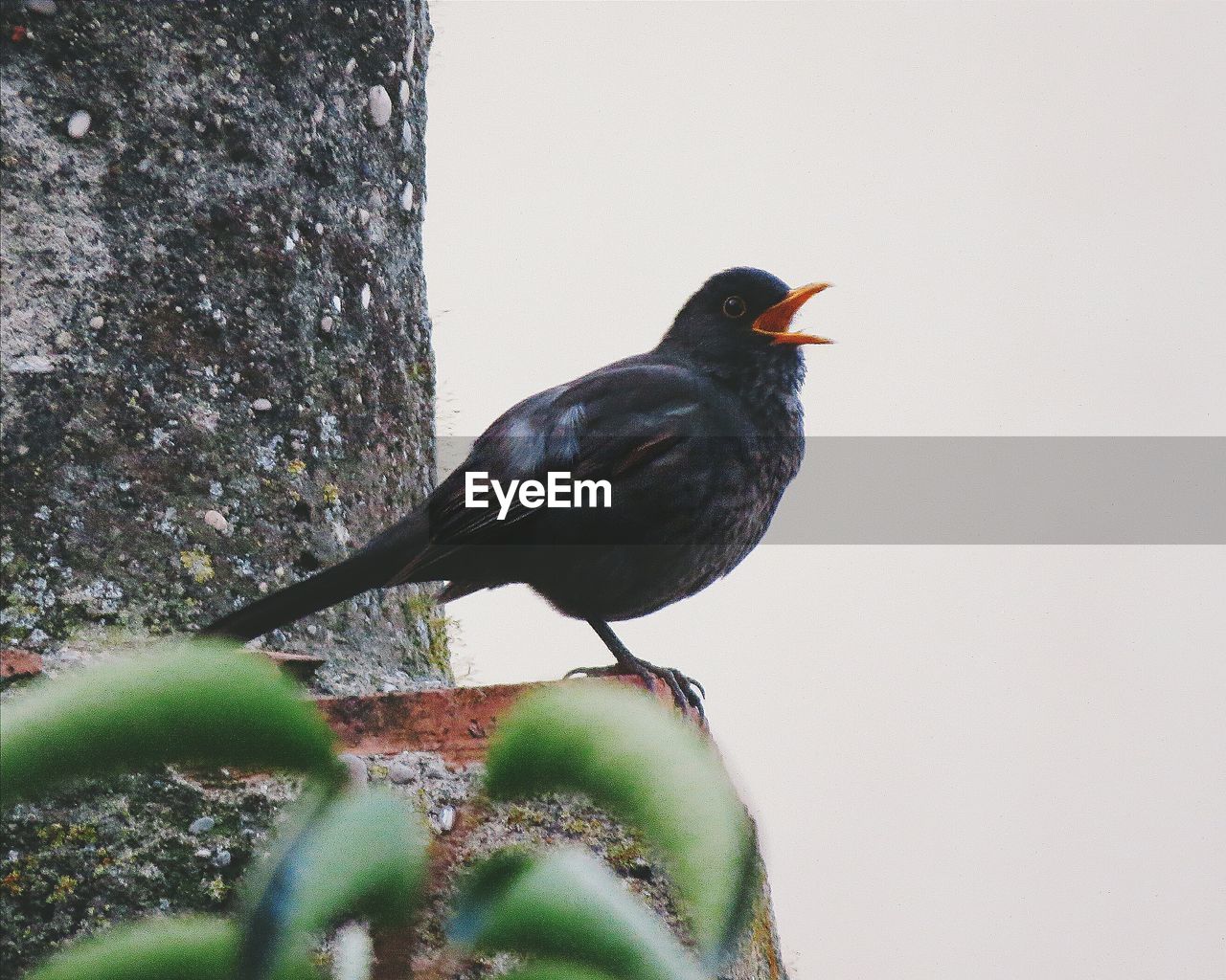 BIRD PERCHING ON WALL