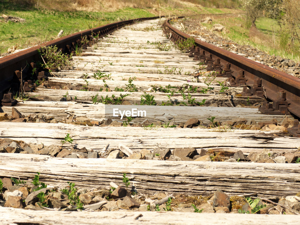 Railroad tracks by trees
