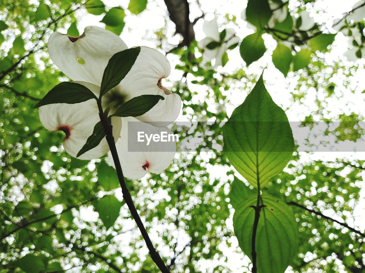 Close-up of white flowers blooming on tree