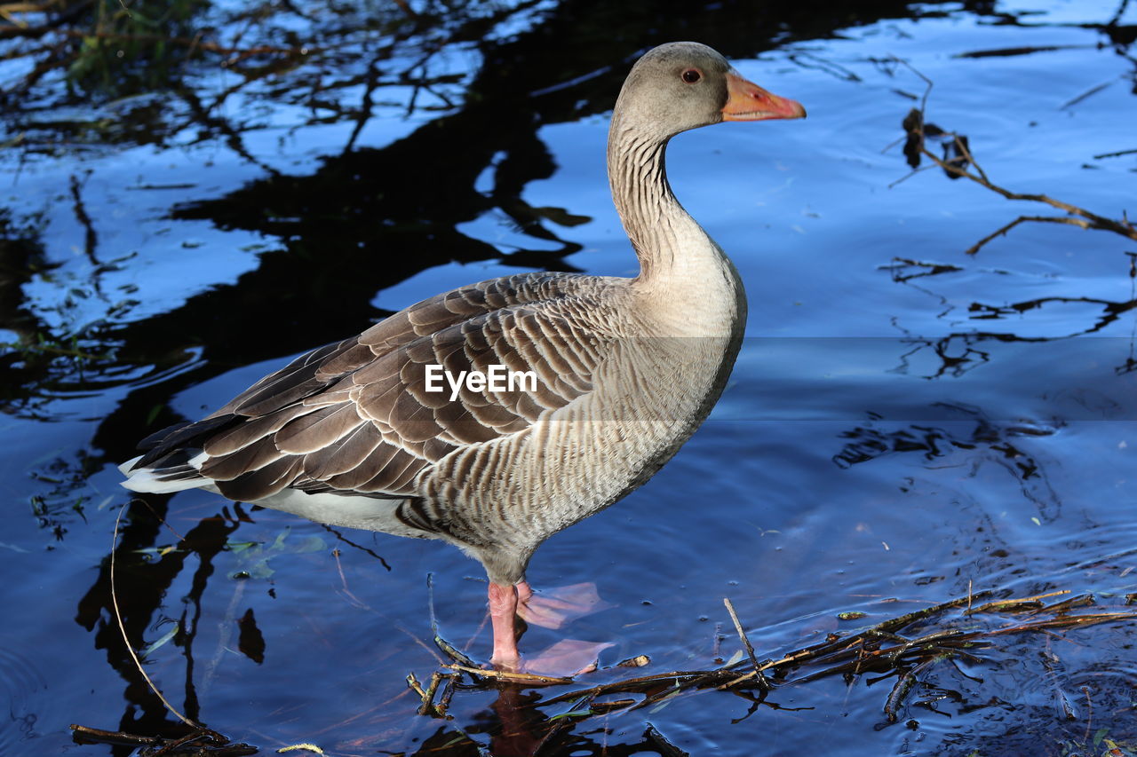 CLOSE-UP OF A BIRD IN LAKE