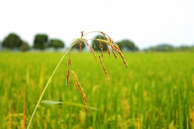 CROPS GROWING ON FIELD