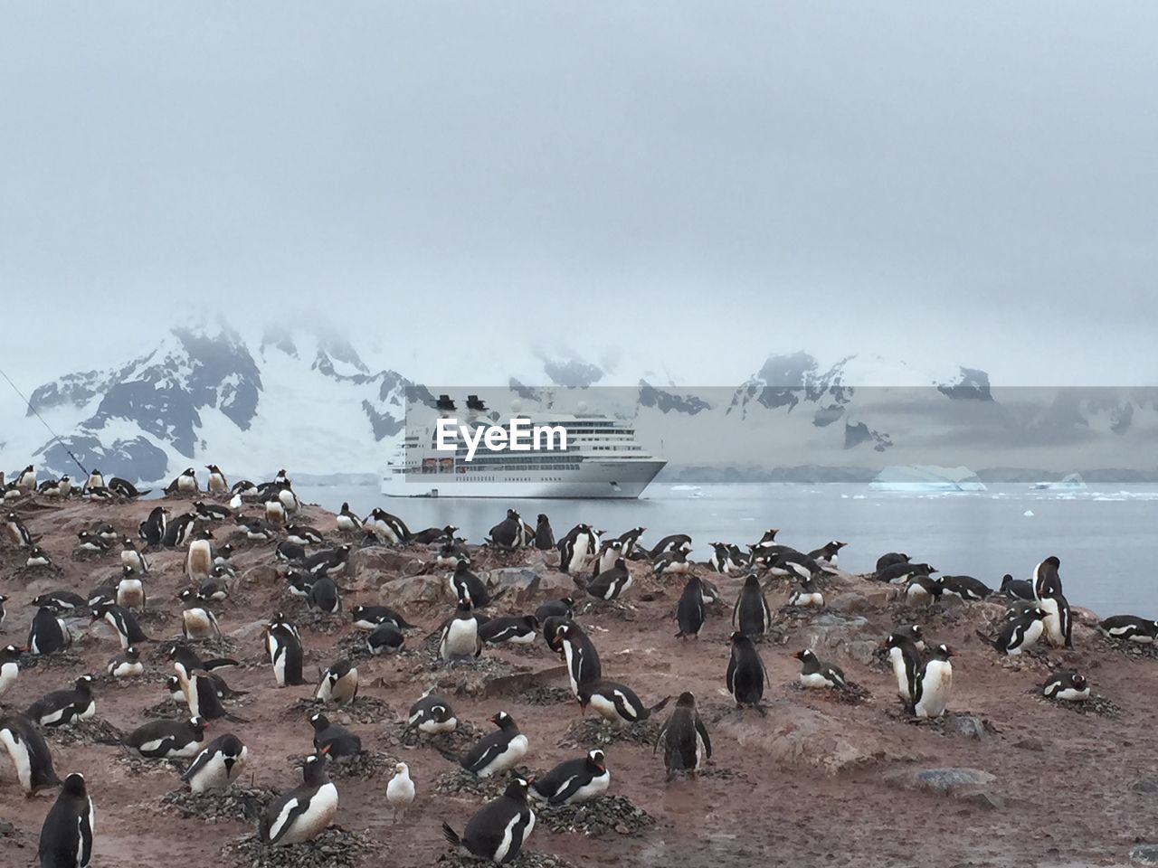 Penguins at beach against sky