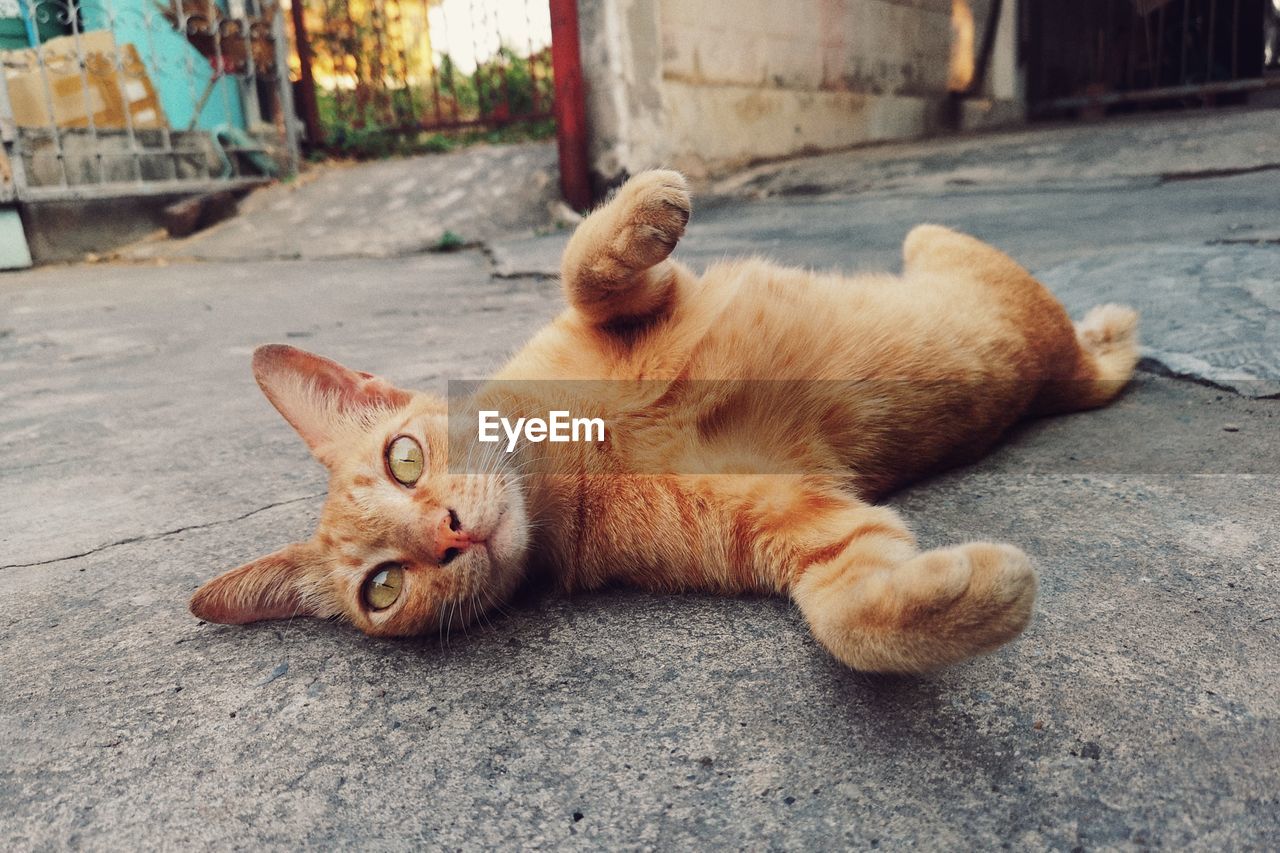 PORTRAIT OF CAT LYING DOWN ON FOOTPATH