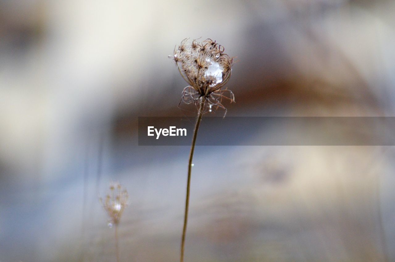 Close-up of dew on plant