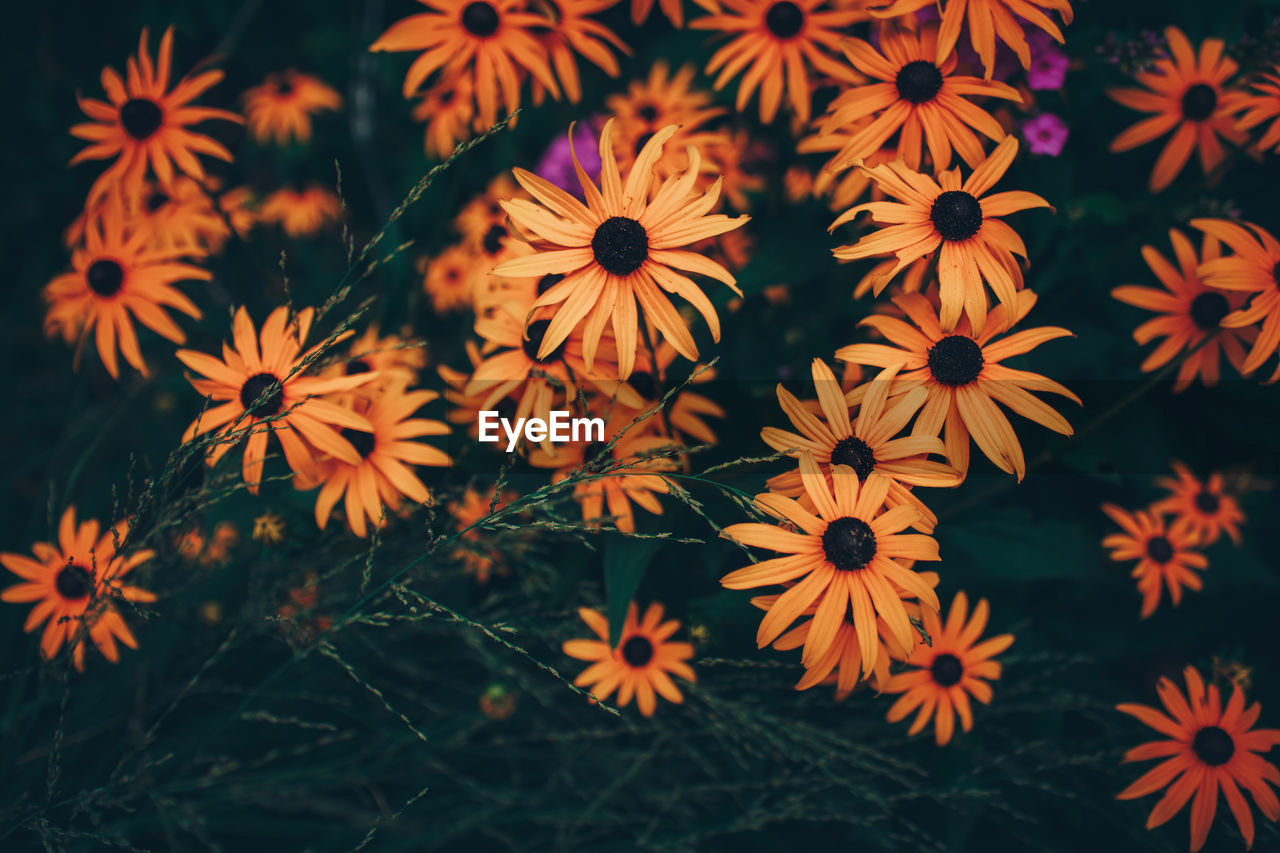 Close-up of orange flowering plants outdoors