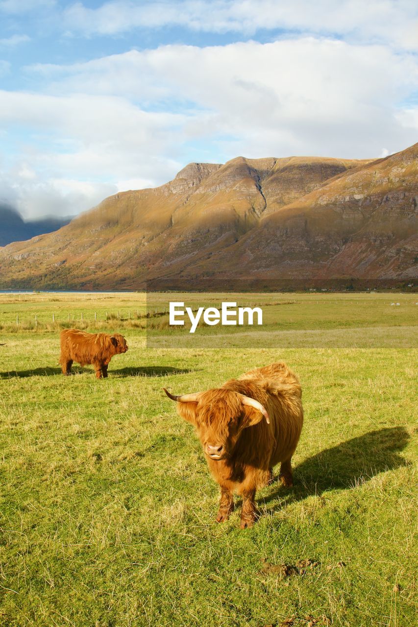 Highland cattle, scotland