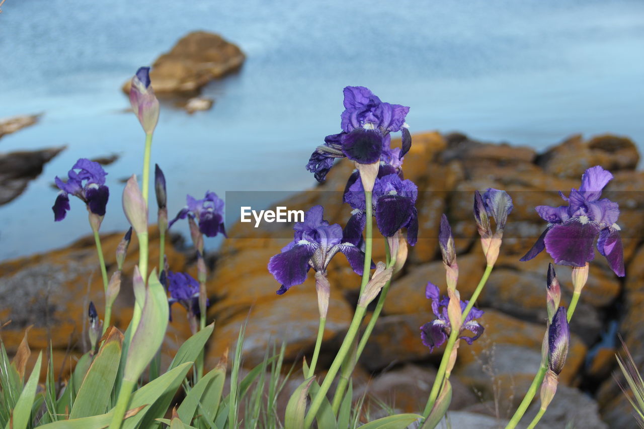 flower, plant, flowering plant, beauty in nature, nature, purple, freshness, focus on foreground, water, land, fragility, growth, close-up, no people, wildflower, day, petal, flower head, outdoors, inflorescence, grass, blue, field, sky, tranquility, sea, selective focus, macro photography, environment, springtime