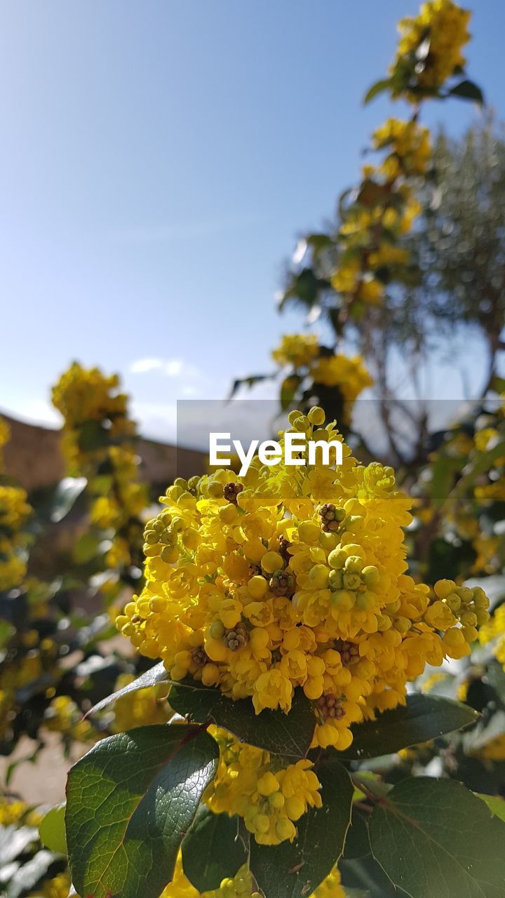 CLOSE-UP OF YELLOW FLOWERING PLANT DURING AUTUMN