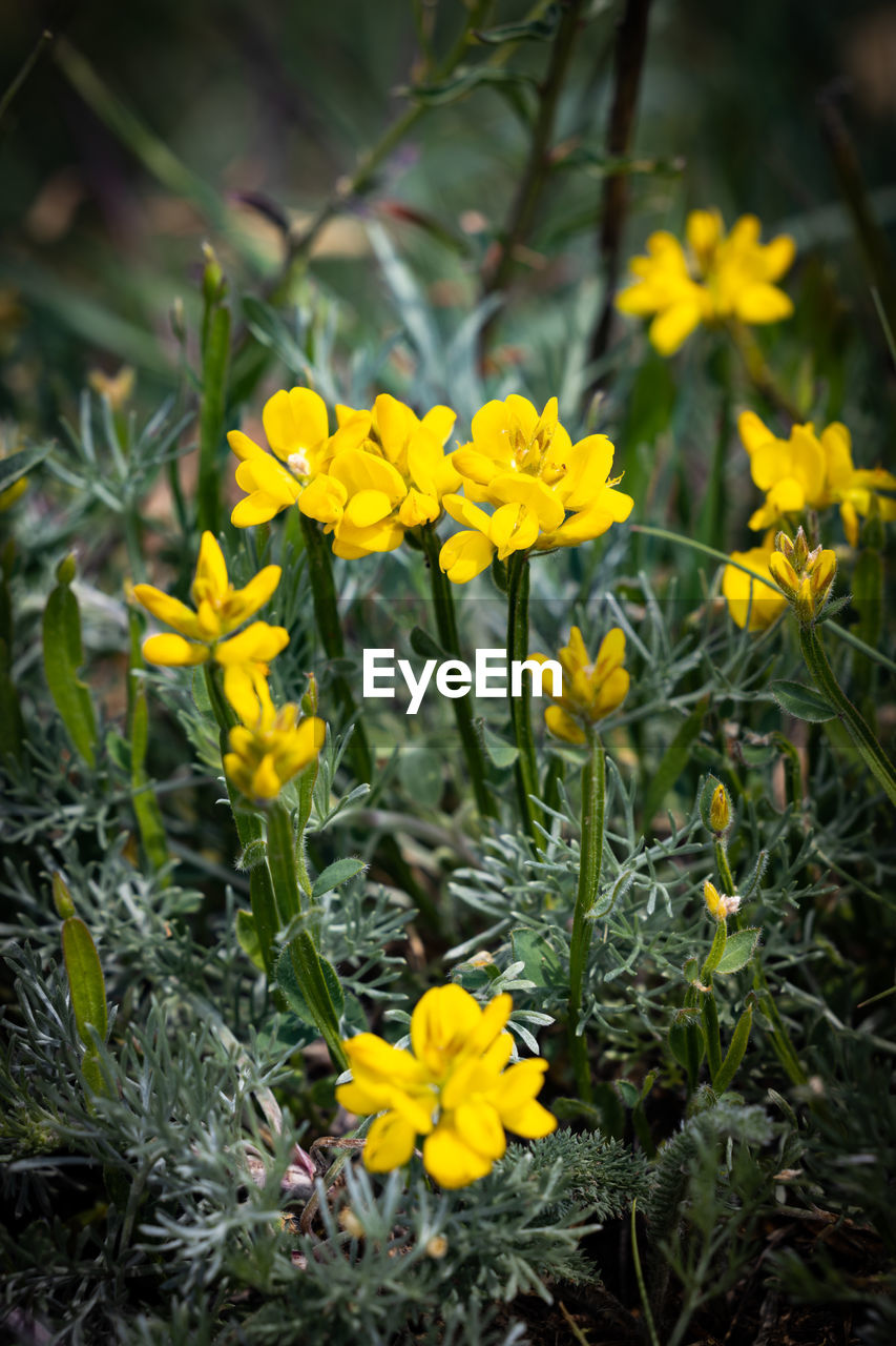 CLOSE-UP OF YELLOW FLOWERING PLANT