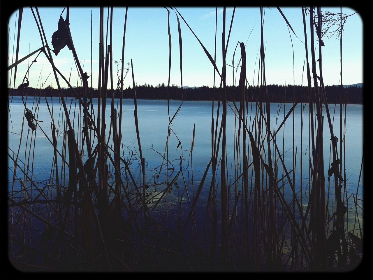 TREES IN WATER