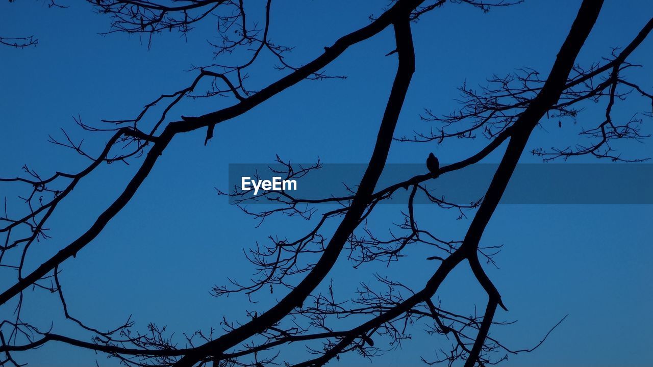 LOW ANGLE VIEW OF TREES AGAINST CLEAR BLUE SKY