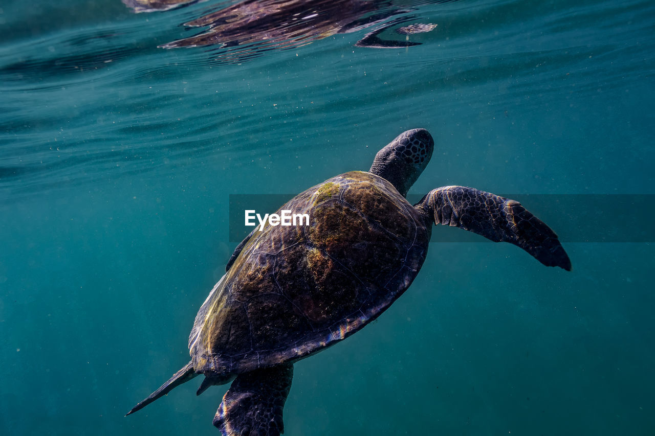 Close-up of turtle swimming in turquoise sea