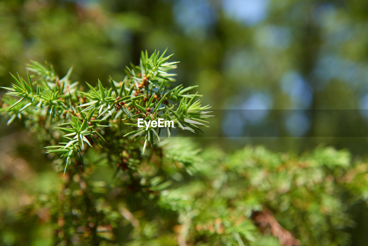 CLOSE-UP OF PINE TREE WITH PLANT