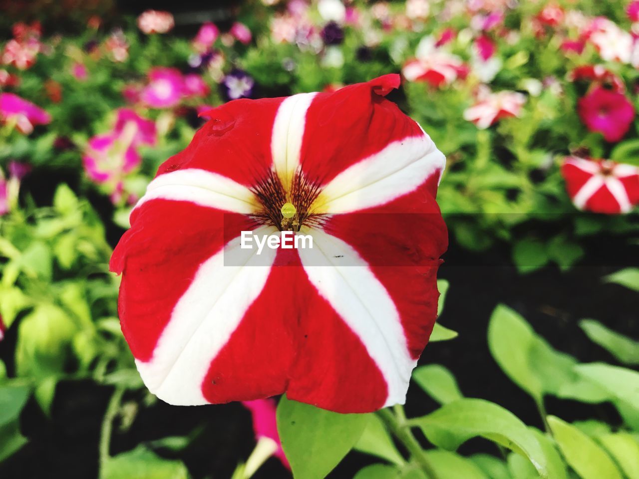 CLOSE-UP OF RED HIBISCUS FLOWER