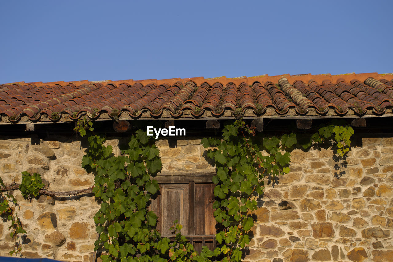 Vine leaves on a wall