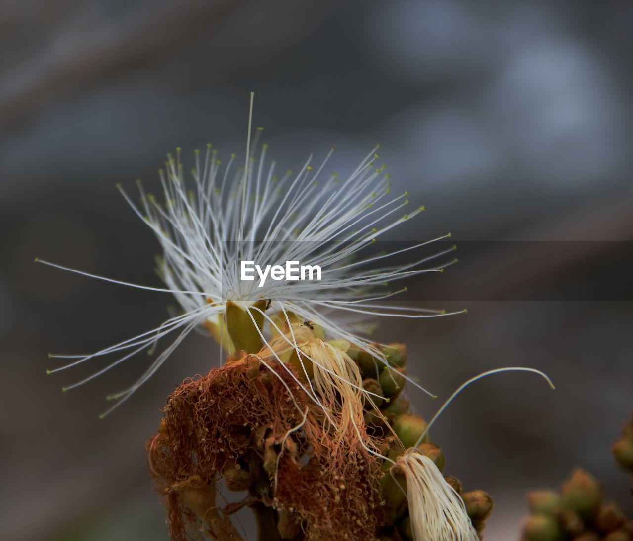 Close-up of wilted plant