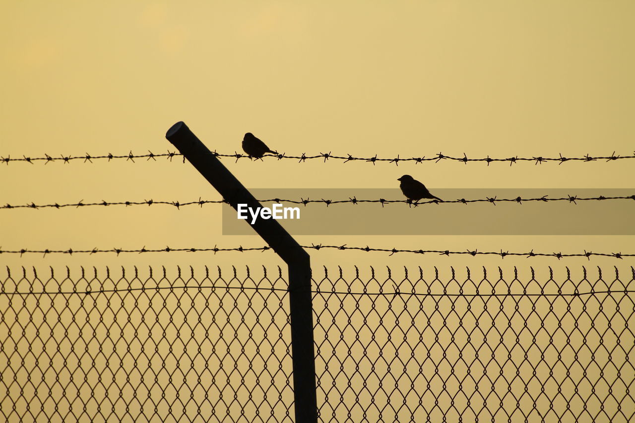 BIRDS PERCHING ON FENCE AGAINST SKY