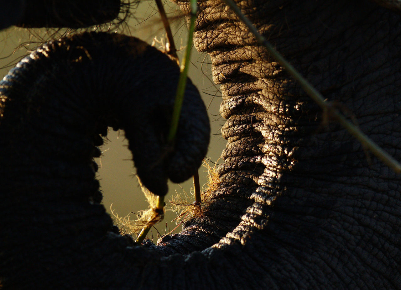 Close-up of elephant trunk