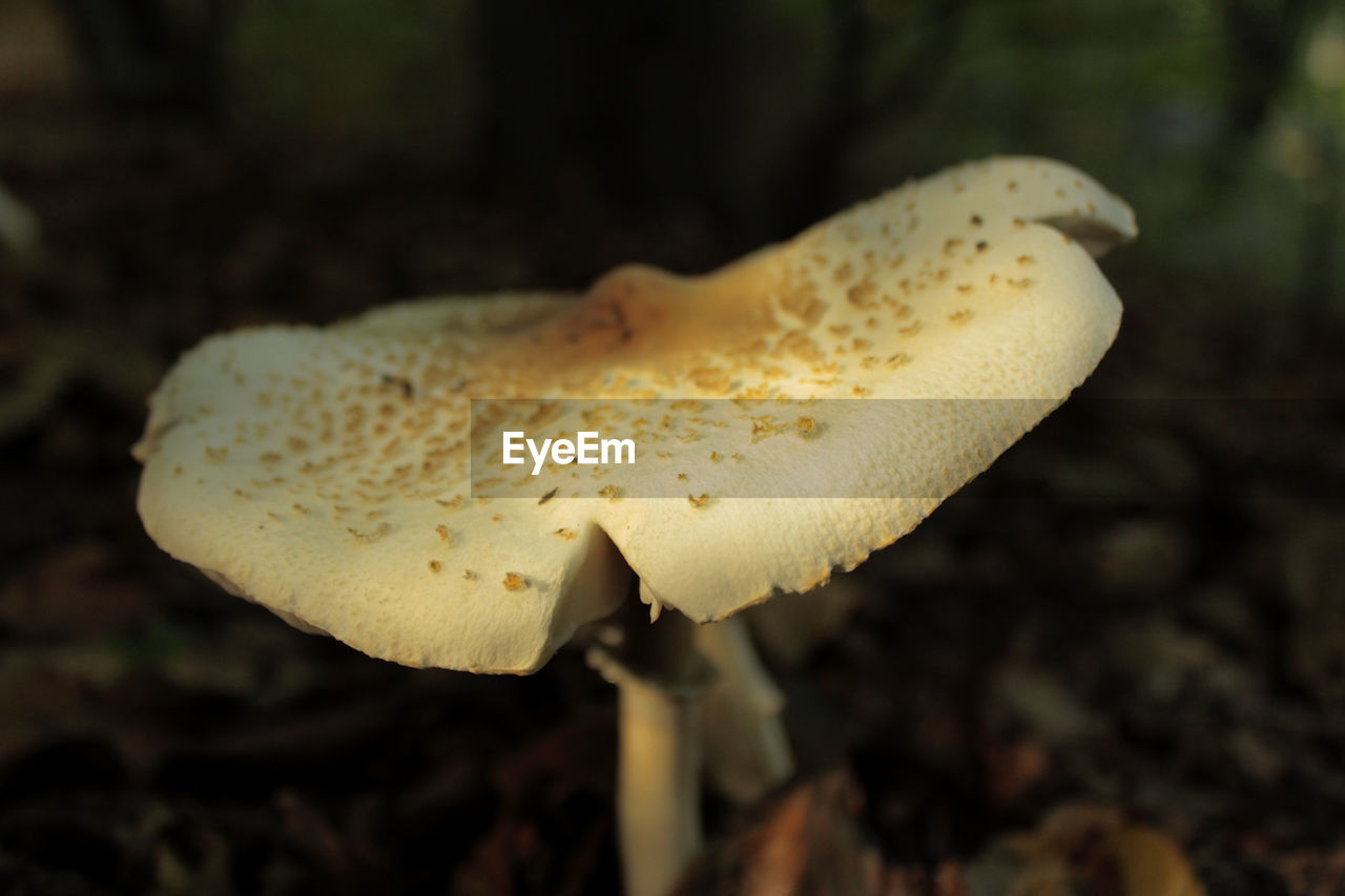 Close-up of a mushroom growing in the woods in the shadows