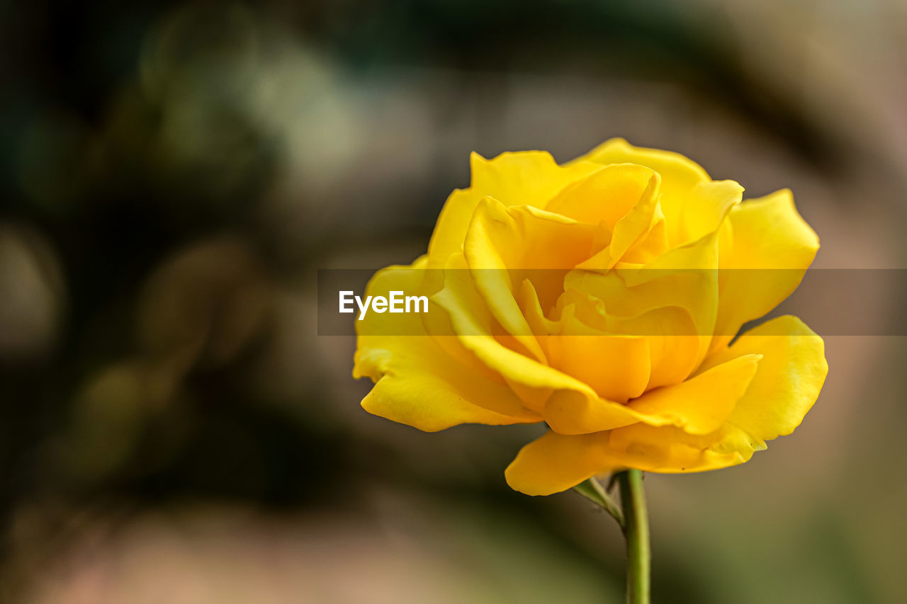 Close-up of yellow rose