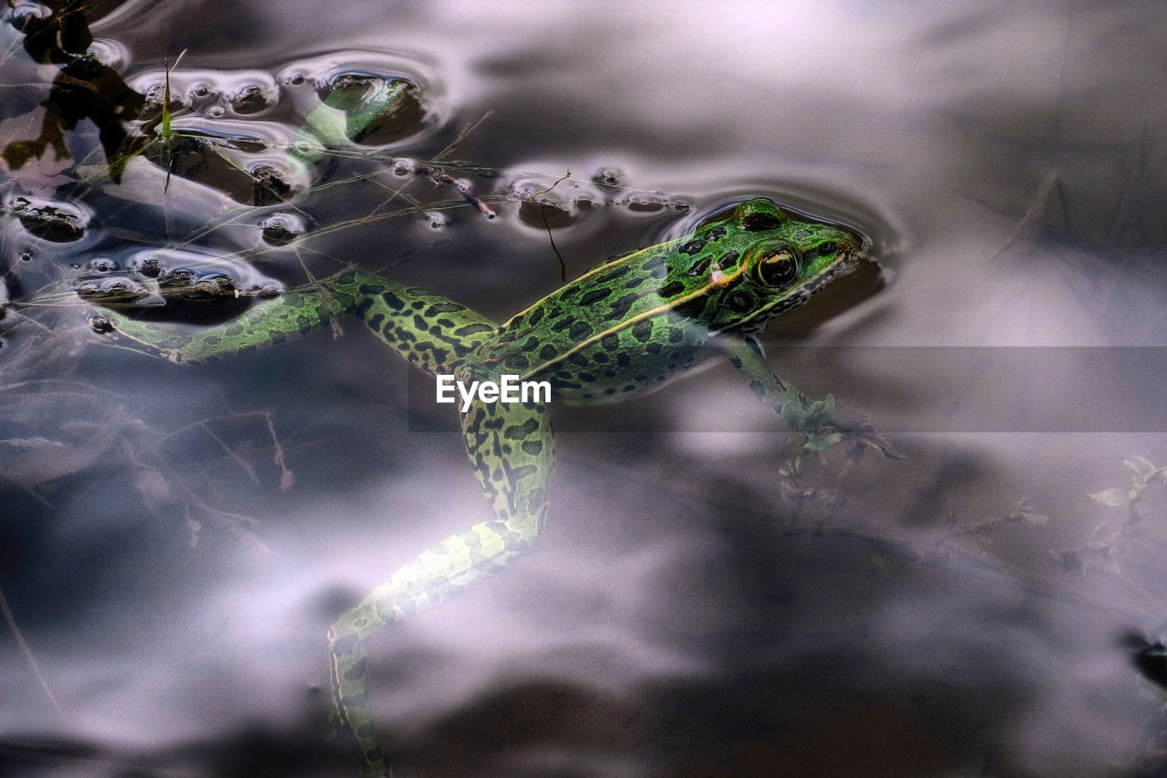 High angle view of frog in pond