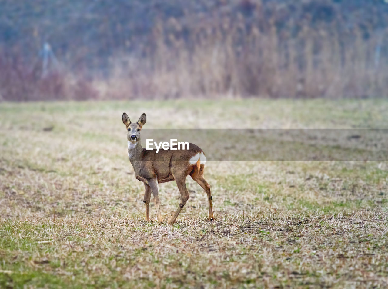 Portrait of a deer on field