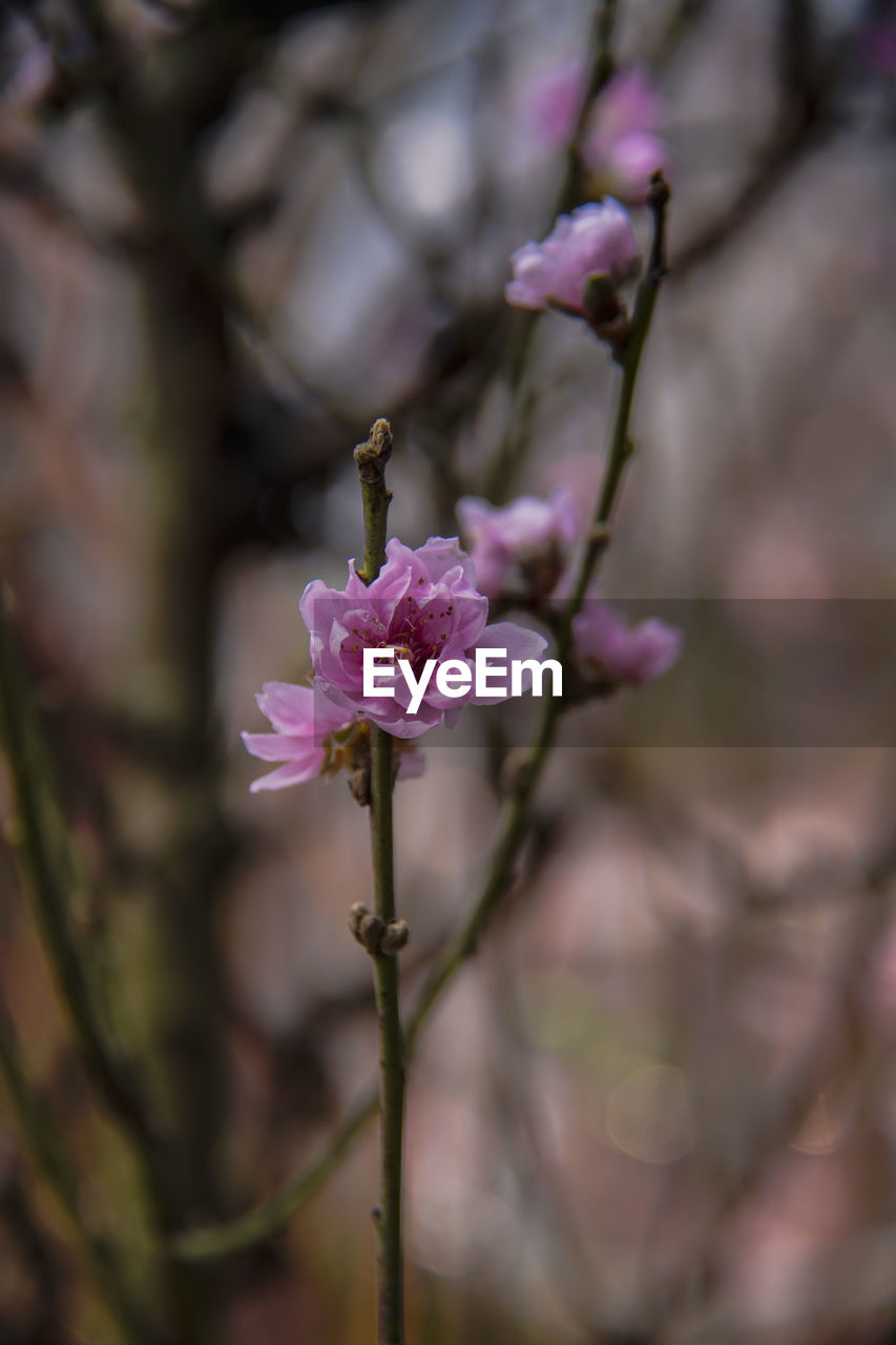 CLOSE-UP OF CHERRY BLOSSOMS IN SPRING