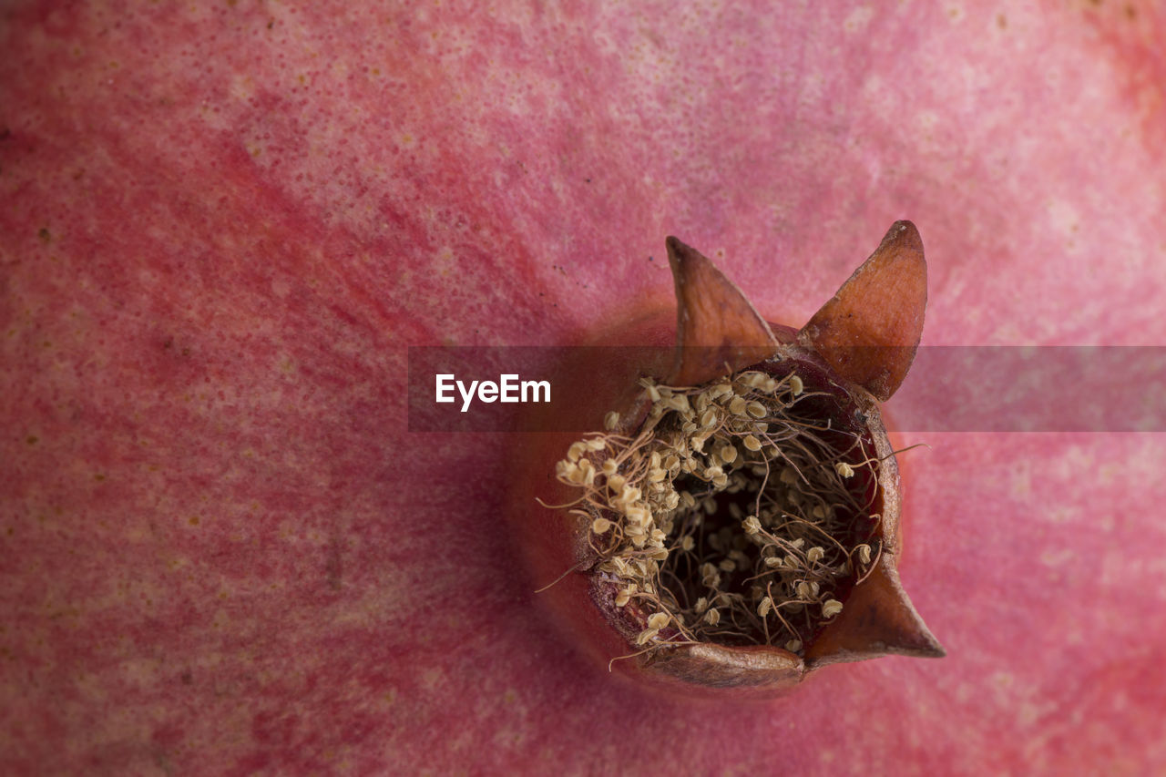 Ripen pomegranate close up skin texture