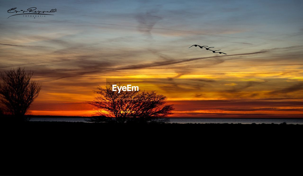 SILHOUETTE BIRD FLYING OVER ORANGE SKY