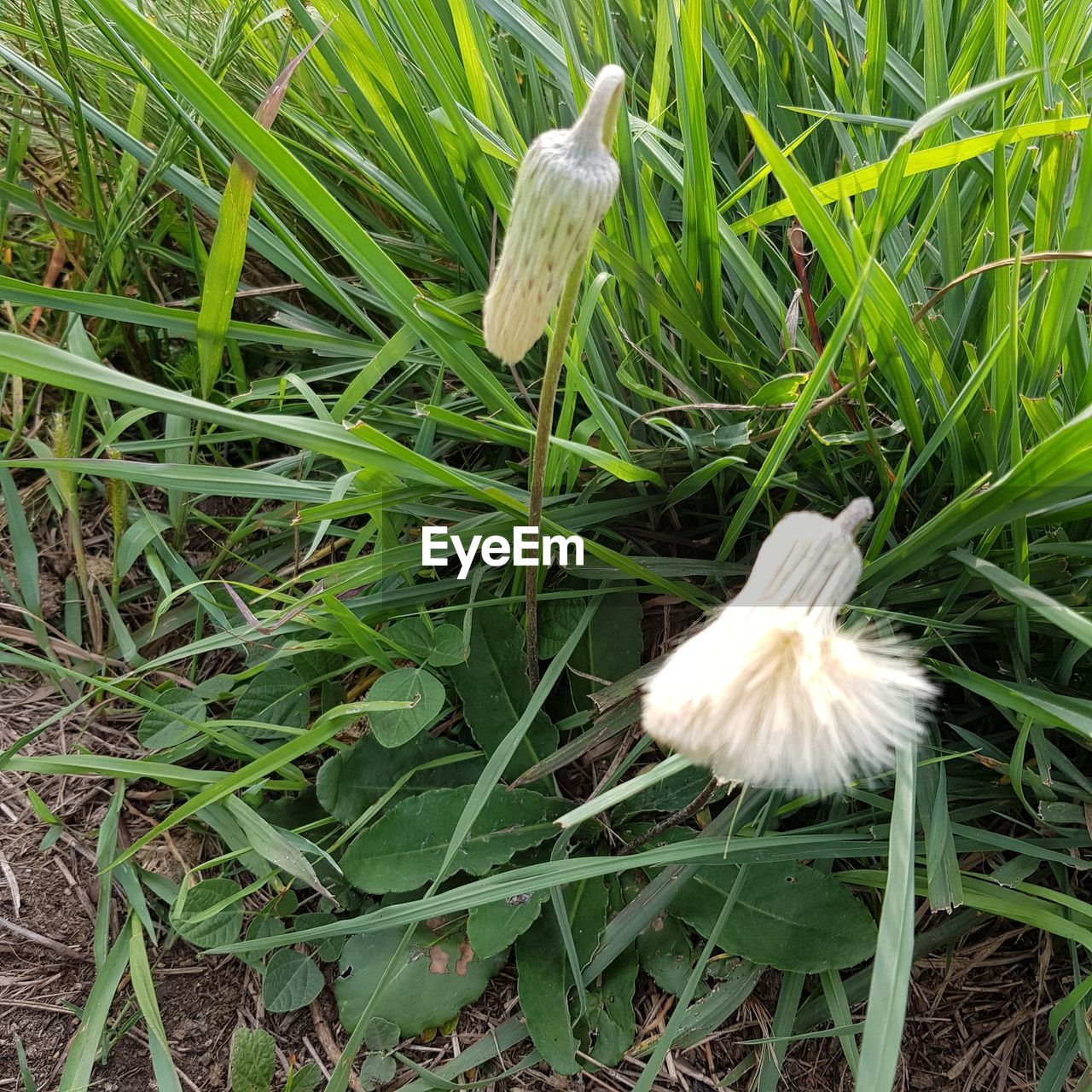 plant, grass, growth, flower, nature, beauty in nature, green, land, field, freshness, lawn, fragility, no people, flowering plant, white, close-up, day, high angle view, meadow, outdoors, vegetable, leaf, mushroom