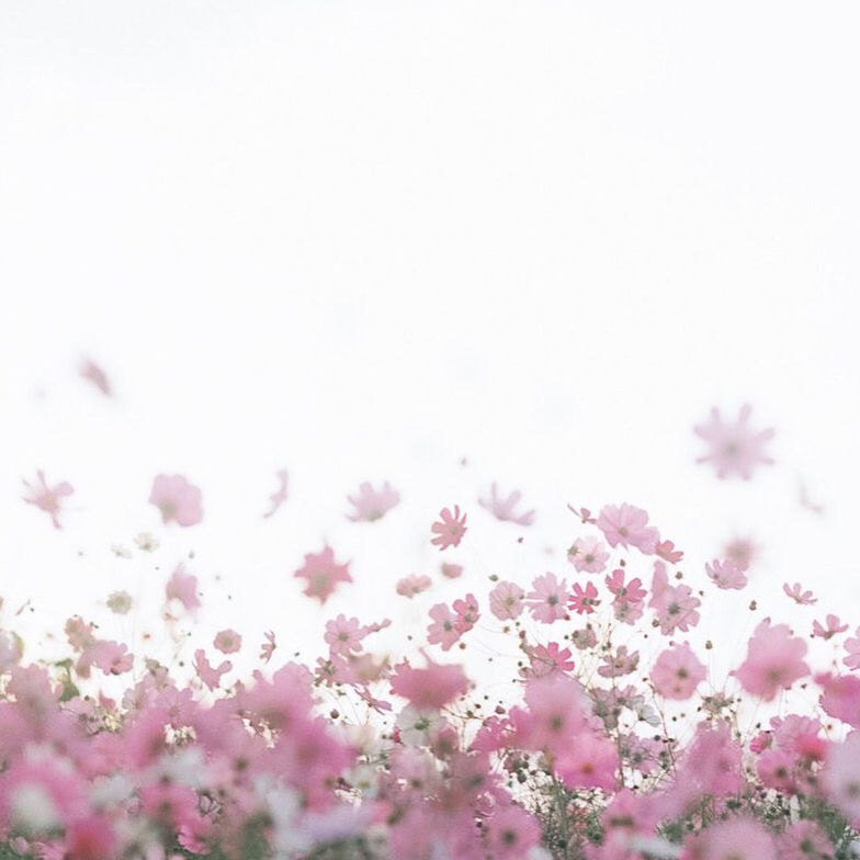 pink, plant, flower, flowering plant, beauty in nature, freshness, petal, nature, copy space, no people, springtime, blossom, sky, fragility, branch, lilac, purple, tree, growth, selective focus, backgrounds, defocused, outdoors, tranquility, pastel colored, close-up, lavender, cherry blossom, macro photography, environment, flower head, softness