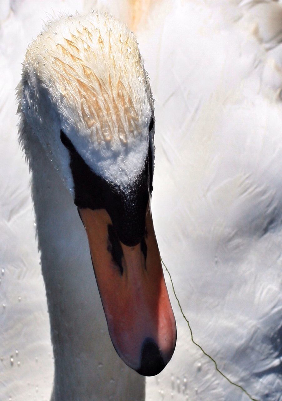 Close-up of swan