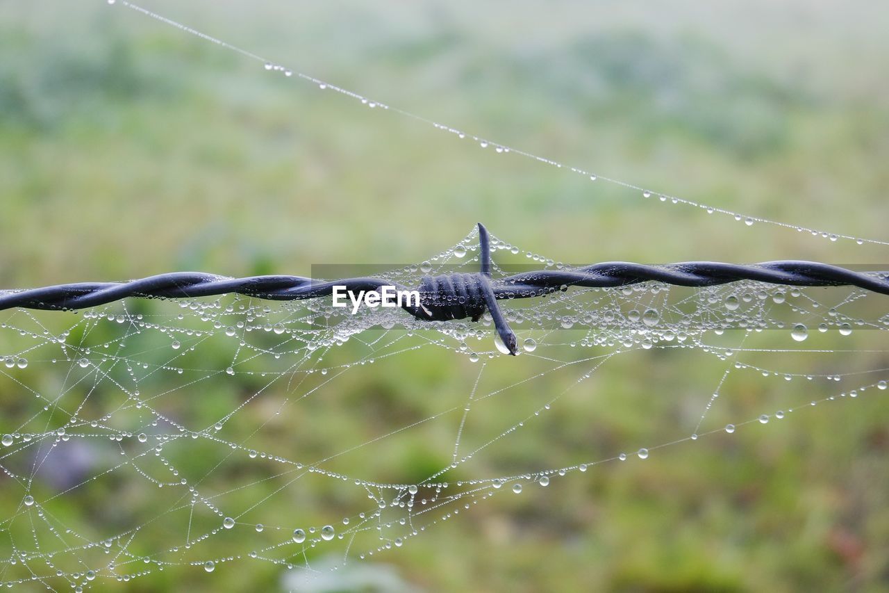 Cobweb on barbed wire against blurred background