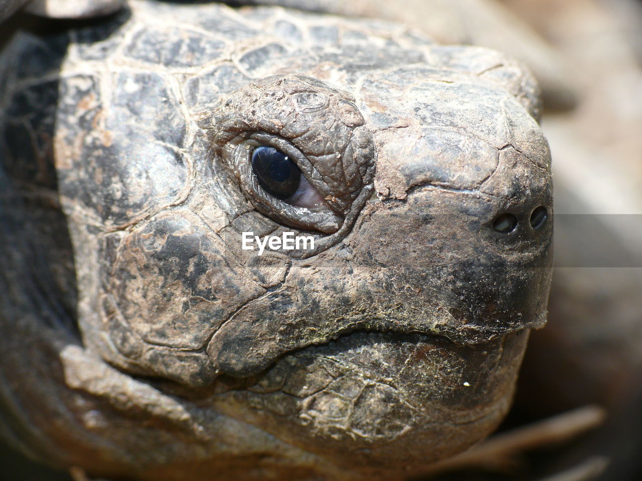 Close-up of a turtle