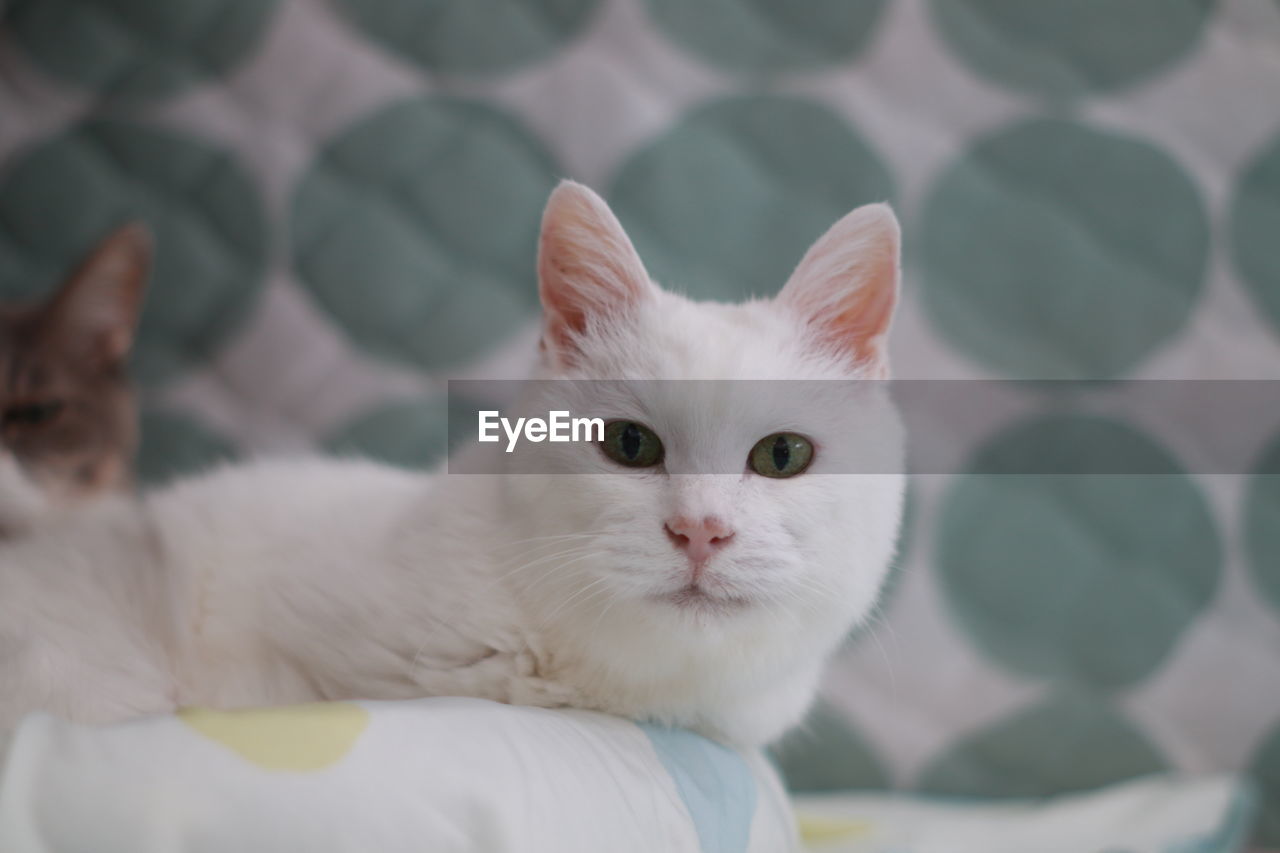 CLOSE-UP PORTRAIT OF WHITE CAT BY WALL