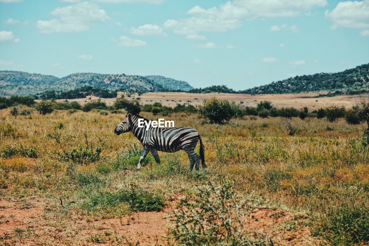 View of a zebra on field