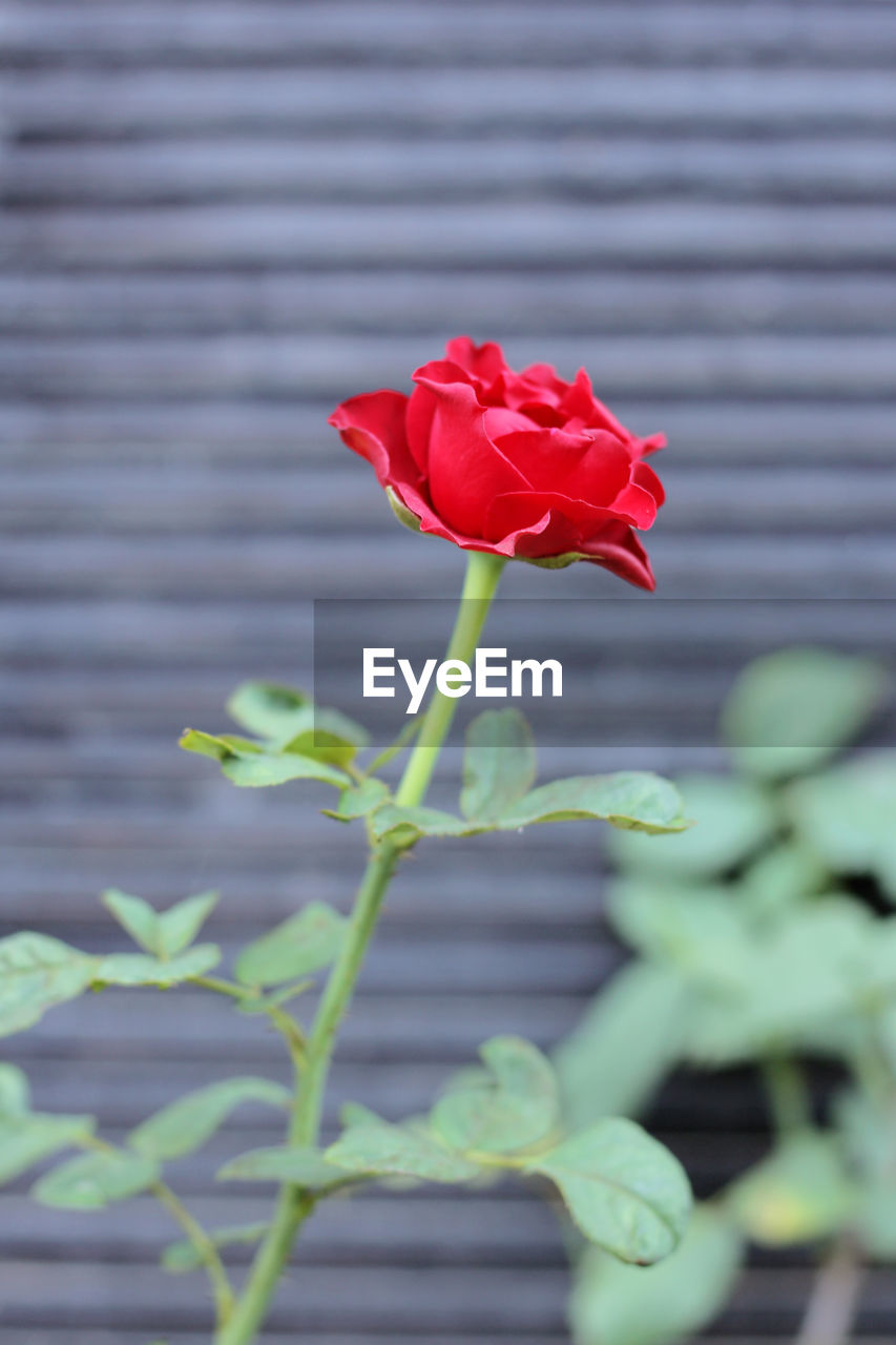 Red rose flower bloom