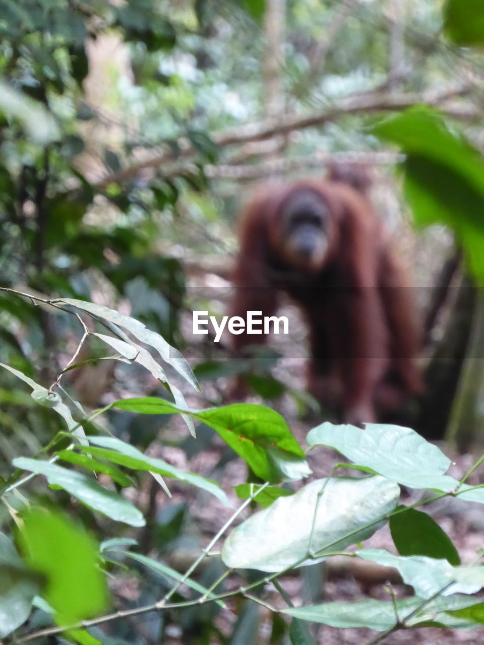 Close-up of plants with orangutan in background