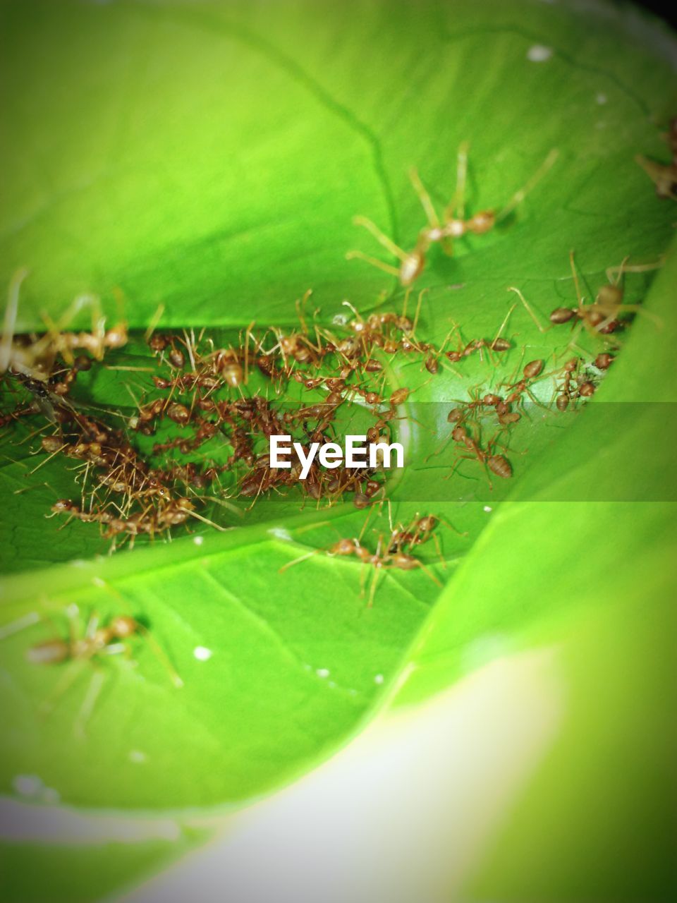 Army of ants on leaf