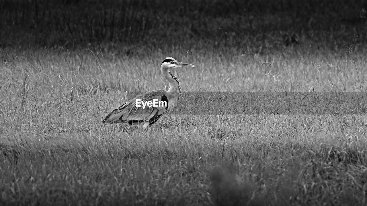 VIEW OF BIRDS ON FIELD