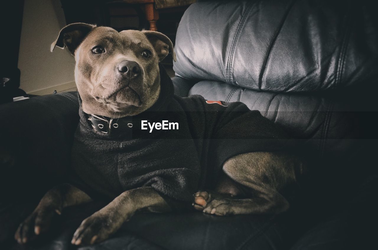 Portrait of a dog resting on sofa