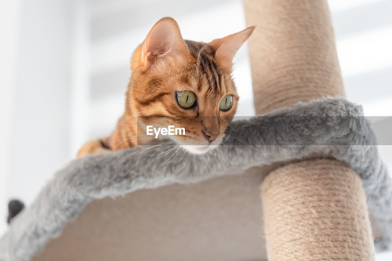 Bengal cat and furniture for cats - scratching post, in the living room.