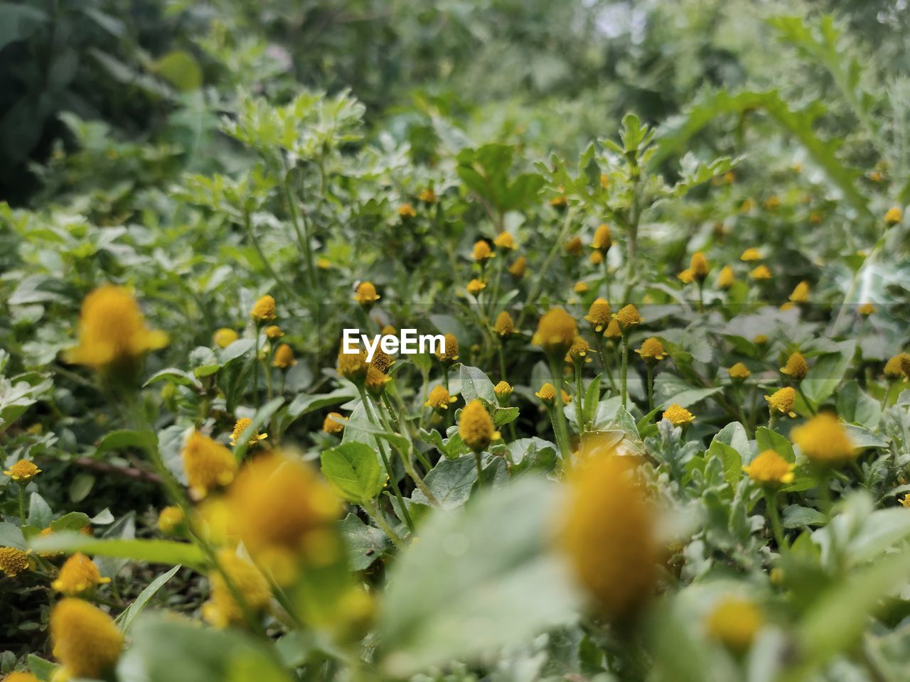 Close-up of yellow flowering plants on field