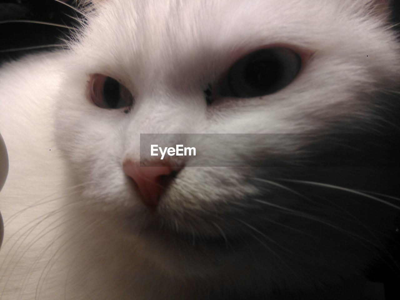 CLOSE-UP PORTRAIT OF CAT WITH EYES