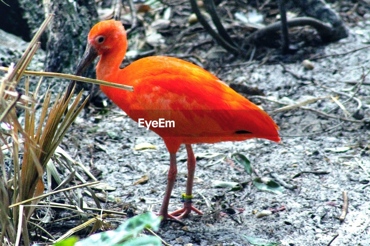 Scarlet ibis bird in zoo